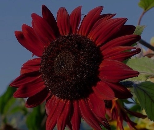 Rote riesen sonnenblume red - rote, riesen-sonnenblume