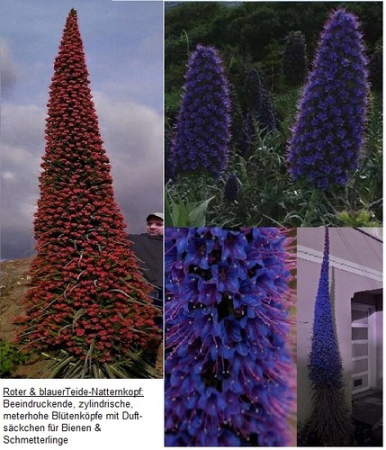 Gigantischste blumen der - blumen,