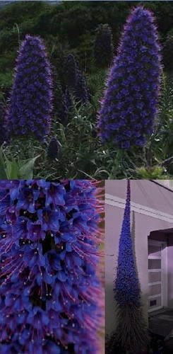 Blauer riesen natternkopf - blauer, /