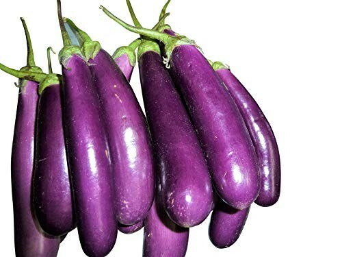 Samen der riesen aubergine - samen,