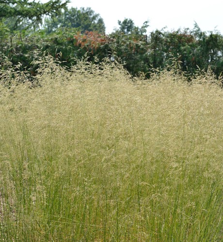 Waldschmiele tauträger - waldschmiele,