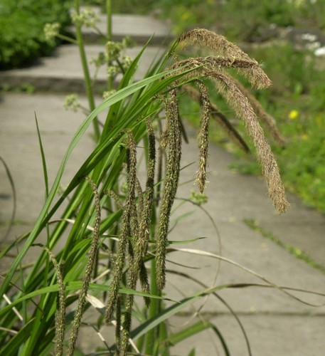 Riesensegge carex pendula - riesensegge,