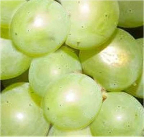 Weinrebe phönix 100 125cm - weinrebe,