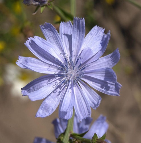 Wegwarte cichorium intybus - -,