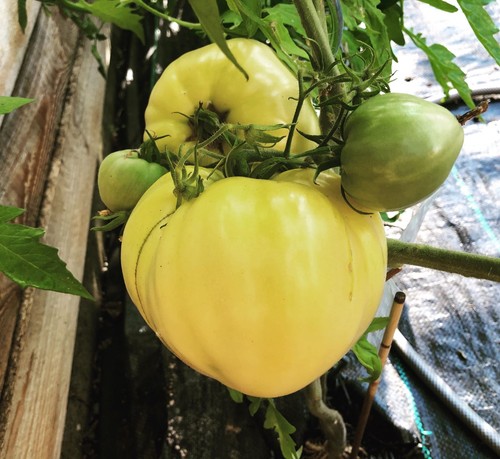 Tomate ochsenherz weiß - weiß, 10
