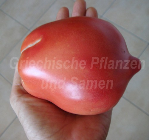 New zealand pink - 🍅,