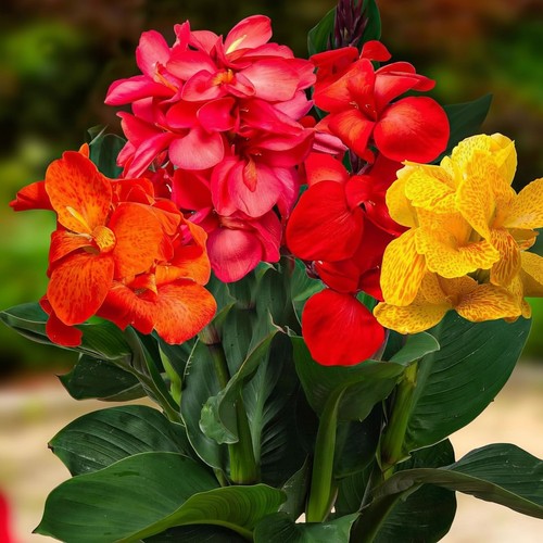 Canna pflanzen wurzelsorten - 5,
