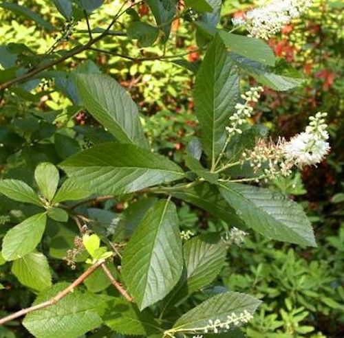 Erlen zimterle 80cm - erlen,