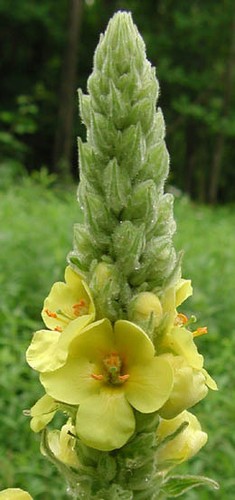 Riesen schmetterlingsblume - riesen-schmetterlingsblume,