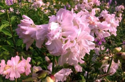 Rosa riesenblume winterharte - riesenblume:,