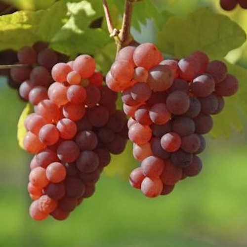 Weinrebe suffolk red 100cm - weinrebe,