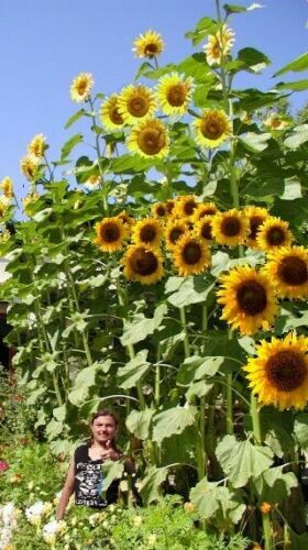 Riesen sonnenblumen zwiebeln - riesen-sonnenblumen,